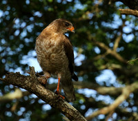 Juvenile dark chanting goshawk at Sabi Sand