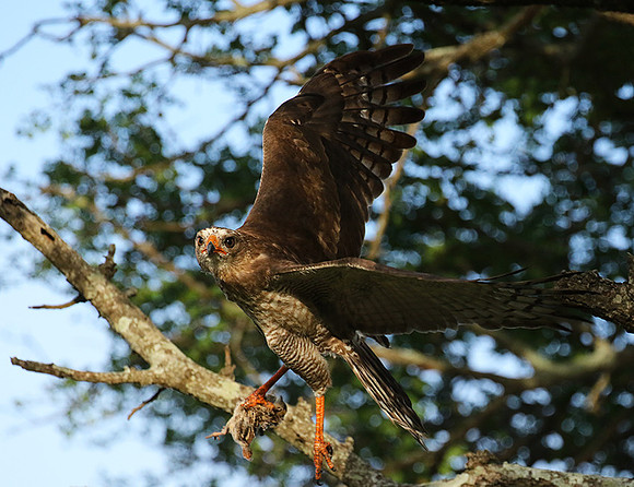 Juvenile dark chanting goshawk at Sabi Sand