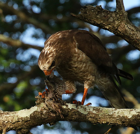 Juvenile dark chanting goshawk at Sabi Sand