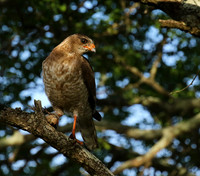 Juvenile dark chanting goshawk at Sabi Sand
