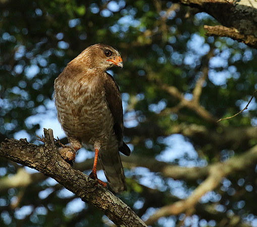 Juvenile dark chanting goshawk at Sabi Sand