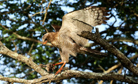 Juvenile dark chanting goshawk at Sabi Sand