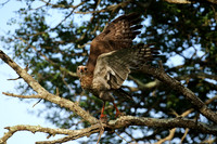 Juvenile dark chanting goshawk at Sabi Sand