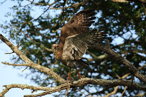 Juvenile dark chanting goshawk at Sabi Sand