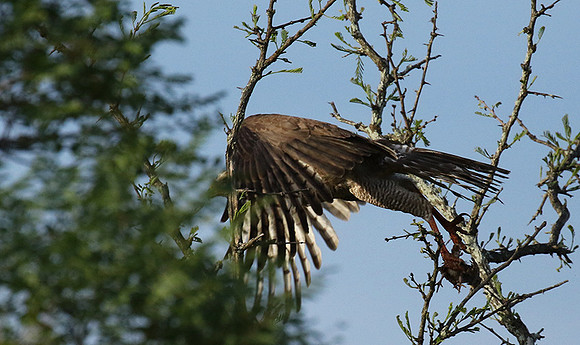 Juvenile dark chanting goshawk at Sabi Sand