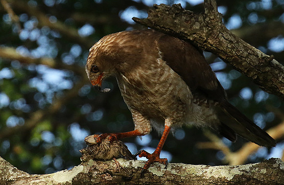 Juvenile dark chanting goshawk at Sabi Sand