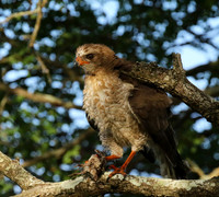 Juvenile dark chanting goshawk at Sabi Sand