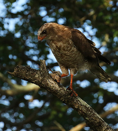 Juvenile dark chanting goshawk at Sabi Sand