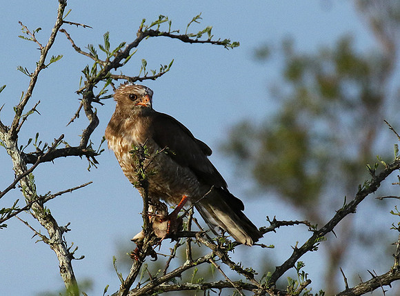 Juvenile dark chanting goshawk at Sabi Sand