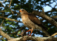 Juvenile dark chanting goshawk at Sabi Sand