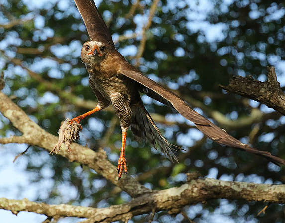 Juvenile dark chanting goshawk at Sabi Sand
