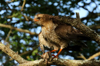 Juvenile dark chanting goshawk at Sabi Sand