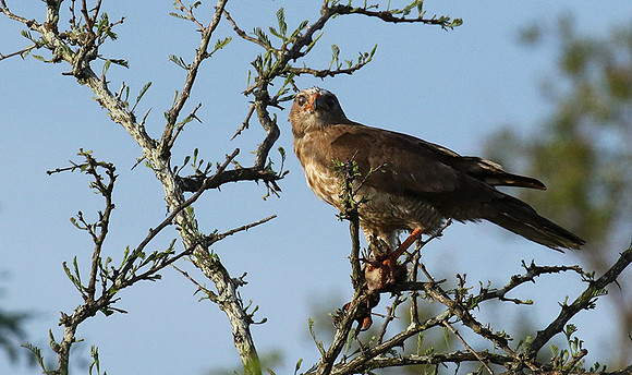 Juvenile dark chanting goshawk at Sabi Sand