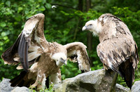 Griffon vultures (vautours fauves)
