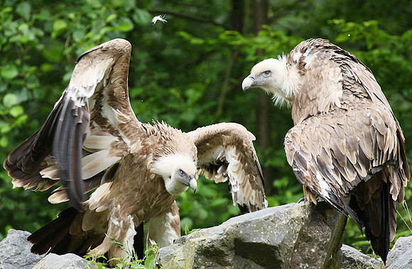 Griffon vultures (vautours fauves)
