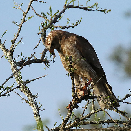 Juvenile dark chanting goshawk at Sabi Sand