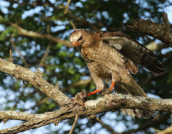 Juvenile dark chanting goshawk at Sabi Sand