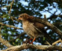 Juvenile dark chanting goshawk at Sabi Sand