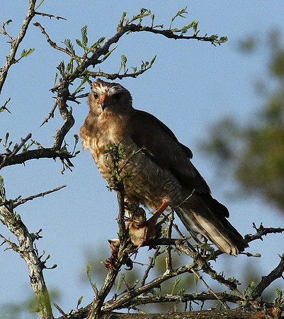 Juvenile dark chanting goshawk at Sabi Sand