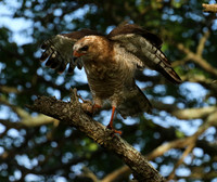 Juvenile dark chanting goshawk at Sabi Sand