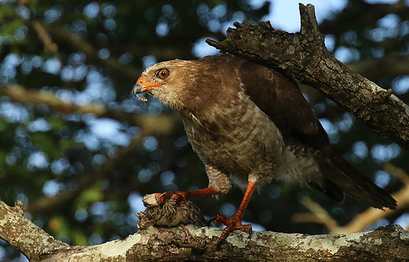 Juvenile dark chanting goshawk at Sabi Sand