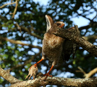 Juvenile dark chanting goshawk at Sabi Sand
