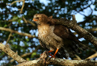 Juvenile dark chanting goshawk at Sabi Sand