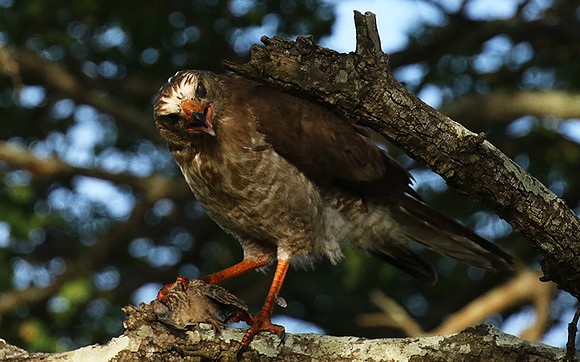 Juvenile dark chanting goshawk at Sabi Sand