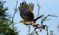 Juvenile dark chanting goshawk at Sabi Sand