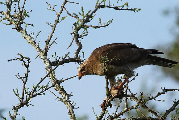 Juvenile dark chanting goshawk at Sabi Sand