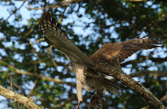 Juvenile dark chanting goshawk at Sabi Sand
