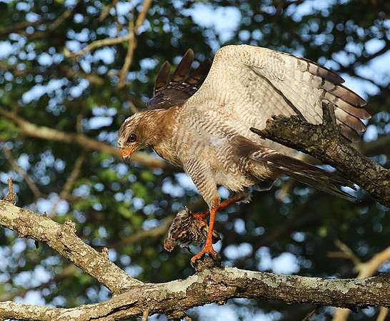 Juvenile dark chanting goshawk at Sabi Sand