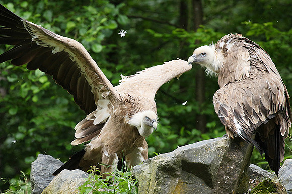 Griffon vultures (vautours fauves)