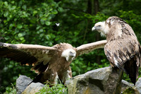 Griffon vultures (vautours fauves)