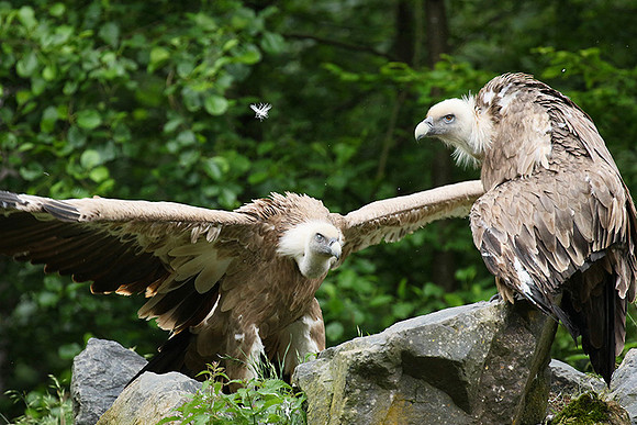 Griffon vultures (vautours fauves)