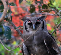 Verreaux's eagle owl (Parfuri)