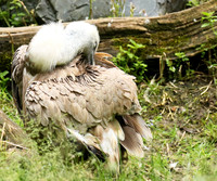 Griffon vulture (vautour fauve)