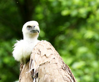Griffon vulture (vautour fauve)