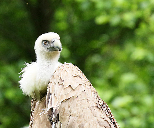Griffon vulture (vautour fauve)