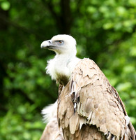 Griffon vulture (vautour fauve)