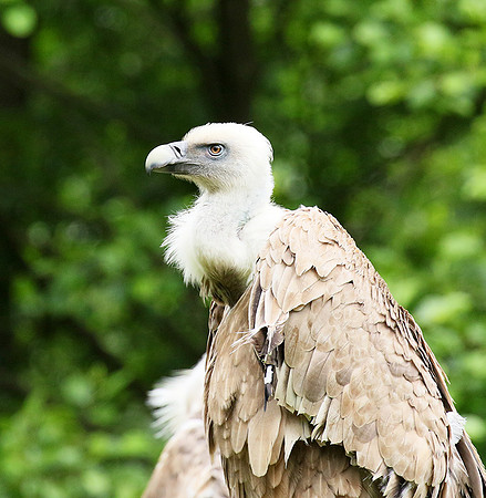 Griffon vulture (vautour fauve)