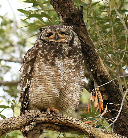 Spotted eagle owl - Kirstenbosch - Cape Town