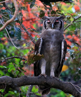 Verreaux's eagle owl (Parfuri)