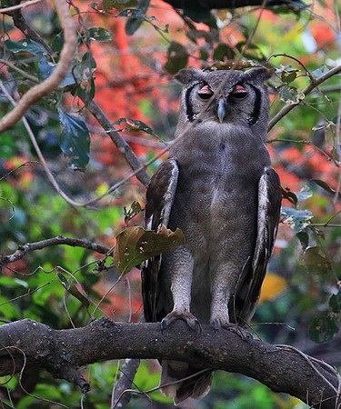 Verreaux's eagle owl (Parfuri)