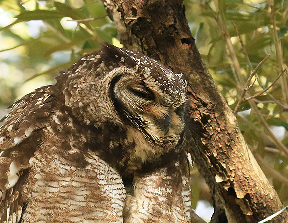 Spotted eagle owl - Kirstenbosch - Cape Town