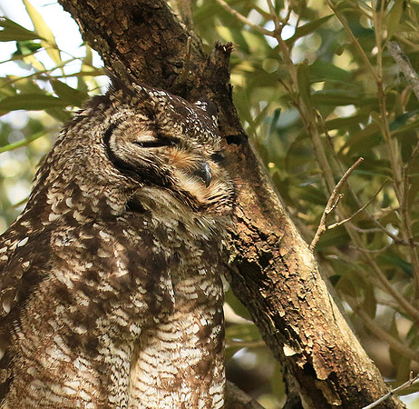 Spotted eagle owl - Kirstenbosch - Cape Town
