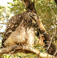 Spotted eagle owl - Kirstenbosch - Cape Town