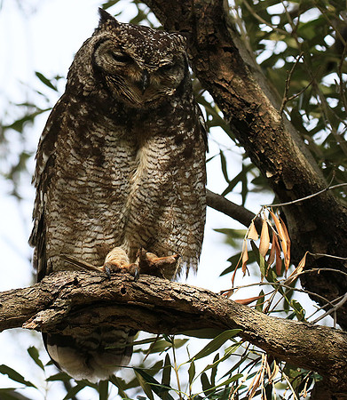 Spotted eagle owl - Kirstenbosch - Cape Town