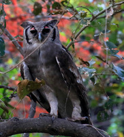 Verreaux's eagle owl (Parfuri)