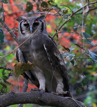 Verreaux's eagle owl (Parfuri)
